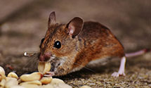 Find Exterminators in Hickory County